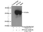 DNALI1 Antibody in Immunoprecipitation (IP)