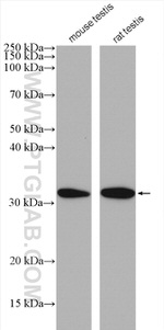 DNALI1 Antibody in Western Blot (WB)