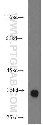 DNALI1 Antibody in Western Blot (WB)