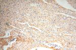 NDUFB2 Antibody in Immunohistochemistry (Paraffin) (IHC (P))