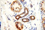 NDUFB2 Antibody in Immunohistochemistry (Paraffin) (IHC (P))