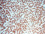 NDUFB2 Antibody in Immunohistochemistry (Paraffin) (IHC (P))