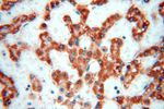 NDUFB2 Antibody in Immunohistochemistry (Paraffin) (IHC (P))