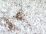 CD3 Antibody in Immunohistochemistry (Paraffin) (IHC (P))