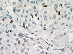CD3 Antibody in Immunohistochemistry (Paraffin) (IHC (P))
