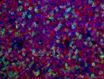 CD3 Antibody in Immunohistochemistry (PFA fixed) (IHC (PFA))