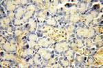 SBDS Antibody in Immunohistochemistry (Paraffin) (IHC (P))