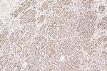 SBDS Antibody in Immunohistochemistry (Paraffin) (IHC (P))