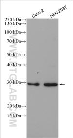 SBDS Antibody in Western Blot (WB)