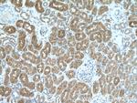 MIOX Antibody in Immunohistochemistry (Paraffin) (IHC (P))