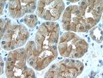 MIOX Antibody in Immunohistochemistry (Paraffin) (IHC (P))