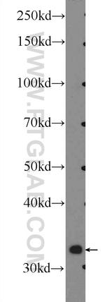 MIOX Antibody in Western Blot (WB)