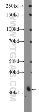 MIOX Antibody in Western Blot (WB)