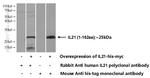 IL21 Antibody in Western Blot (WB)