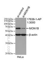 MON1B Antibody in Western Blot (WB)