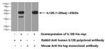 IL-12B Antibody in Western Blot (WB)