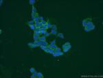 PAAF1 Antibody in Immunocytochemistry (ICC/IF)