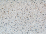 PAAF1 Antibody in Immunohistochemistry (Paraffin) (IHC (P))