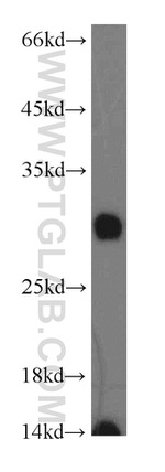 PAAF1 Antibody in Western Blot (WB)