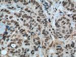 GTF3C4 Antibody in Immunohistochemistry (Paraffin) (IHC (P))