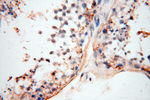 MFAP4 Antibody in Immunohistochemistry (Paraffin) (IHC (P))