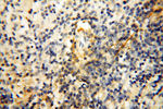 MFAP4 Antibody in Immunohistochemistry (Paraffin) (IHC (P))