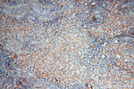 MFAP4 Antibody in Immunohistochemistry (Paraffin) (IHC (P))