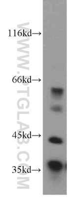 MFAP4 Antibody in Western Blot (WB)