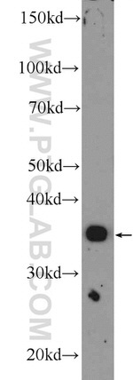 MFAP4 Antibody in Western Blot (WB)