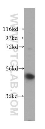 VPS4B Antibody in Western Blot (WB)