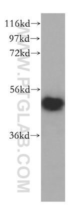 VPS4B Antibody in Western Blot (WB)