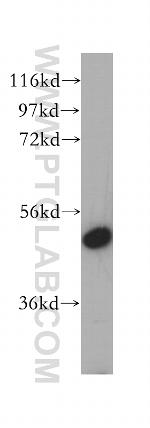 VPS4B Antibody in Western Blot (WB)