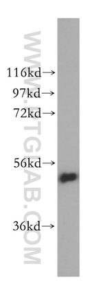 VPS4B Antibody in Western Blot (WB)