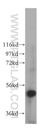 VPS4B Antibody in Western Blot (WB)