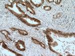 AHNAK2 Antibody in Immunohistochemistry (Paraffin) (IHC (P))