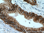 AHNAK2 Antibody in Immunohistochemistry (Paraffin) (IHC (P))