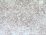 AHNAK2 Antibody in Immunohistochemistry (Paraffin) (IHC (P))