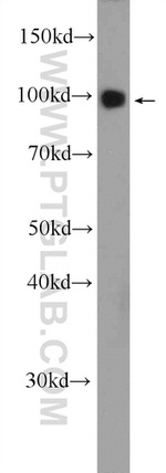 OCRL Antibody in Western Blot (WB)