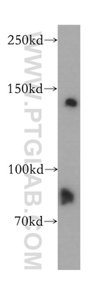 MAN2B2 Antibody in Western Blot (WB)