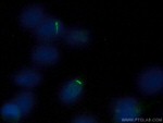 ARL13B Antibody in Immunocytochemistry (ICC/IF)