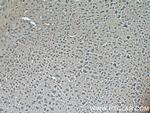 ARL13B Antibody in Immunohistochemistry (Paraffin) (IHC (P))