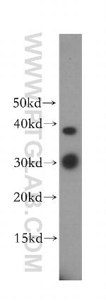 ULBP1 Antibody in Western Blot (WB)