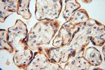 USMG5 Antibody in Immunohistochemistry (Paraffin) (IHC (P))