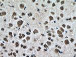 USMG5 Antibody in Immunohistochemistry (Paraffin) (IHC (P))