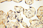 EB1 Antibody in Immunohistochemistry (Paraffin) (IHC (P))