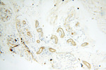 EB1 Antibody in Immunohistochemistry (Paraffin) (IHC (P))