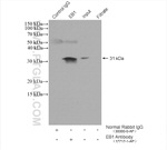 EB1 Antibody in Immunoprecipitation (IP)