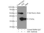 EB1 Antibody in Immunoprecipitation (IP)