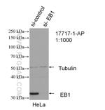 EB1 Antibody in Western Blot (WB)