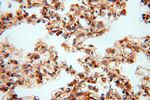 CSK Antibody in Immunohistochemistry (Paraffin) (IHC (P))